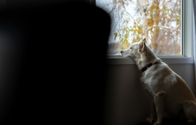 CHRONIQUE. (94) Tribunal de Créteil : « Il voulait me tuer et tuer le chien »